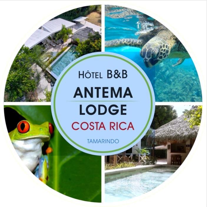 Antema Lodge Secteur Tamarindo, Piscine, Yoga, Gym, Jungle Et Paix Exterior foto